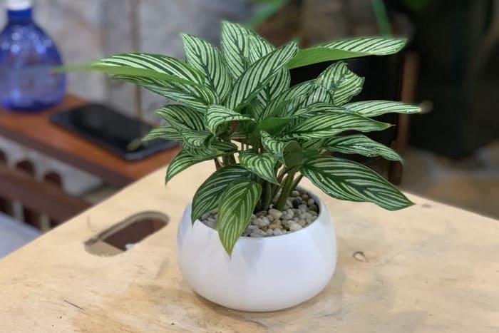 cay xanh phong tam (1)