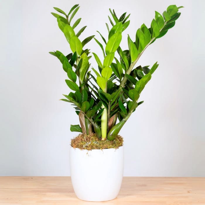 cay xanh phong tam (5)