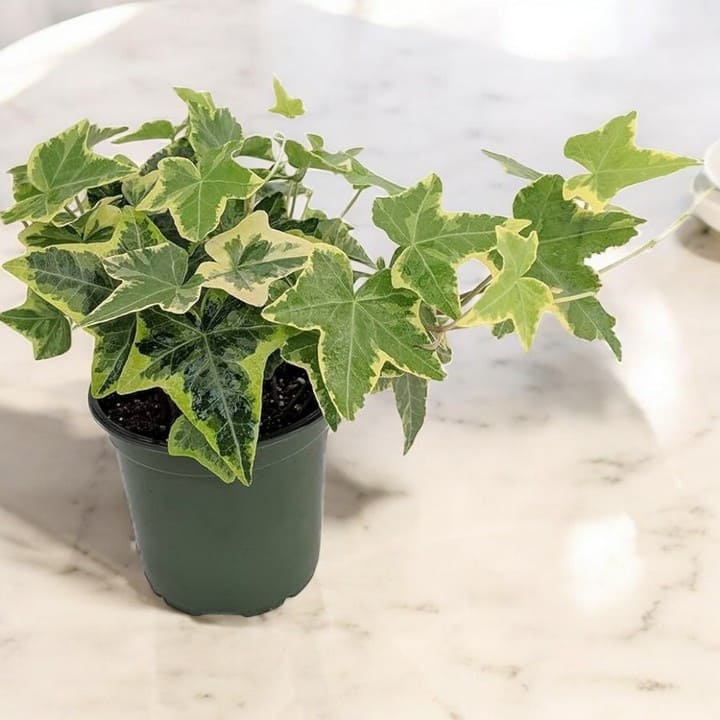 cay xanh phong ngu (6)