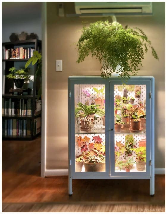 cay xanh trang tri (1)