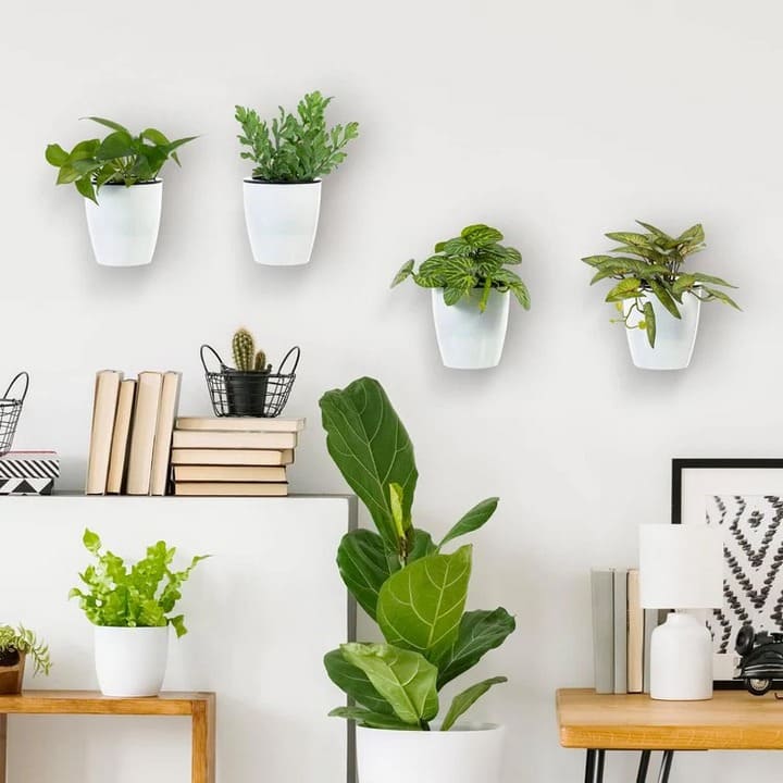 cay xanh trang tri (5)